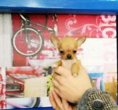 Chihuahua mini toy Chihuahuaminitoy12.jpg Chihuahua mini toy Chihuahuaminitoy12.jpg