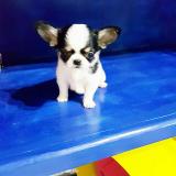 Chihuahua mini toy Chihuahuaminitoy1234.jpg Chihuahua mini toy Chihuahuaminitoy1234.jpg