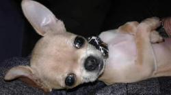 Chihuahua mini toy Chihuahuaminitoy12345.jpg Chihuahua mini toy Chihuahuaminitoy12345.jpg