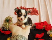 Chihuahua maschio tricolor di piccolissime dimensioni straordinario Chihuahuamaschiotricolordipiccolissimedimensionistraordinario.jpg Chihuahua maschio tricolor di piccolissime dimensioni straordinario Chihuahuamaschiotricolordipiccolissimedimensionistraordinario.jpg
