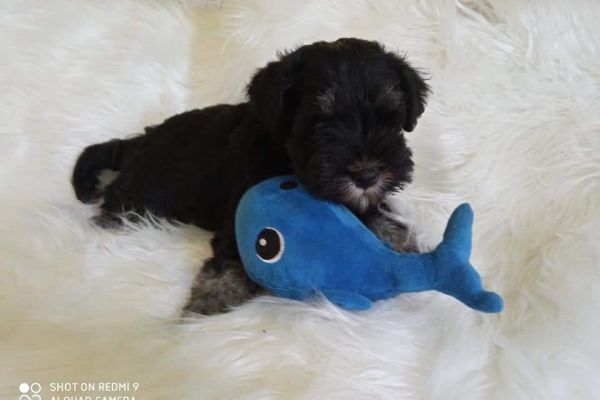 Cuccioli di schnauzer nano nero argento cucciolidischnauzernanoneroarg123456.jpg