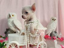 Chihuahua femmina pelo raso dimensione Toy bianca ChihuahuafemminapelorasodimensioneToybianca.jpg Chihuahua femmina pelo raso dimensione Toy bianca ChihuahuafemminapelorasodimensioneToybianca.jpg