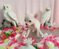 Chihuahua femmina pelo raso dimensione Toy bianca ChihuahuafemminapelorasodimensioneToybianca123.jpg Chihuahua femmina pelo raso dimensione Toy bianca ChihuahuafemminapelorasodimensioneToybianca123.jpg