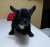 REGALO Cuccioli di bulldog francese 453913a.jpg REGALO Cuccioli di bulldog francese 453913a.jpg