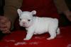 REGALO Cuccioli di bulldog francese 453913b.jpg REGALO Cuccioli di bulldog francese 453913b.jpg