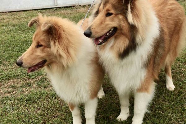 Rough collie allevamento della verdescozia roughcollieallevamentodellaver12.jpeg