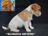 Jack Russell Terrier - Cuccioli Altamente Selezionati 447382g.jpg
