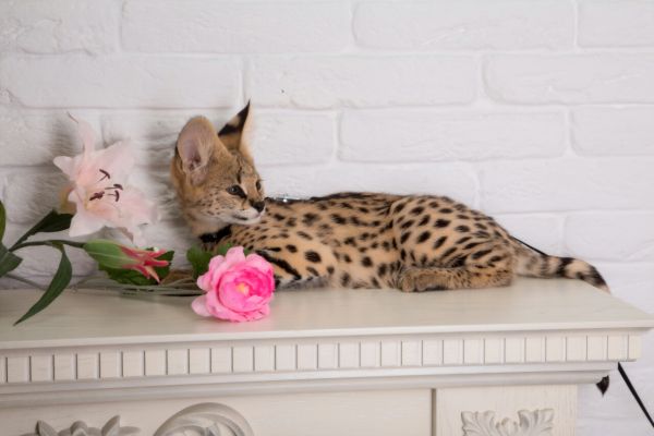 Disponibili gattini serval, savana e caracal disponibiligattiniservalsavana12.jpg