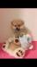 Spitz della Pomerania femmina crema nata il 10/16 448472b.jpg Spitz della Pomerania femmina crema nata il 10/16 448472b.jpg