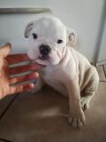 Bulldog inglese con pedigree Bulldogingleseconpedigree.jpg Bulldog inglese con pedigree Bulldogingleseconpedigree.jpg
