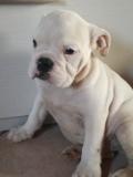 Bulldog inglese con pedigree Bulldogingleseconpedigree1.jpg Bulldog inglese con pedigree Bulldogingleseconpedigree1.jpg