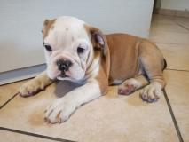 Bulldog inglese con pedigree Bulldogingleseconpedigree123.jpg Bulldog inglese con pedigree Bulldogingleseconpedigree123.jpg