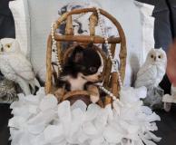 Chihuahua femmina pelo lungo bianco e nero Chihuahuafemminapelolungobiancoenero123.jpg Chihuahua femmina pelo lungo bianco e nero Chihuahuafemminapelolungobiancoenero123.jpg