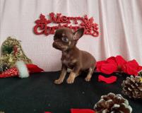 Chihuahua femmina pelo corto cioccolato focato toy occhi chiari Chihuahuafemminapelocortocioccolatofocatotoyocchichiari1.jpg Chihuahua femmina pelo corto cioccolato focato toy occhi chiari Chihuahuafemminapelocortocioccolatofocatotoyocchichiari1.jpg