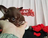 Chihuahua femmina pelo corto cioccolato focato toy occhi chiari Chihuahuafemminapelocortocioccolatofocatotoyocchichiari12.jpg Chihuahua femmina pelo corto cioccolato focato toy occhi chiari Chihuahuafemminapelocortocioccolatofocatotoyocchichiari12.jpg