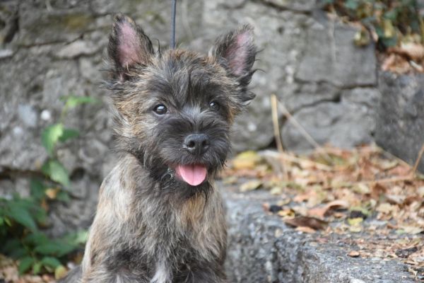 Cucciolo Cairn Terrier con Pedigree cucciolocairnterrierconpedigre1.jpeg