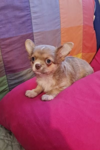 Chihuahua pedegree chihuahuapedegree123.jpg