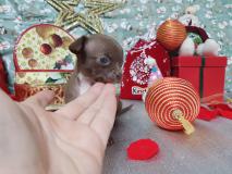 Chihuahua maschio pelo corto totalmente cioccolato occhi chiari Chihuahuamaschiopelocortototalmentecioccolatoocchichiari.jpg Chihuahua maschio pelo corto totalmente cioccolato occhi chiari Chihuahuamaschiopelocortototalmentecioccolatoocchichiari.jpg