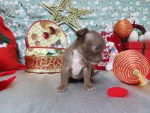Chihuahua maschio pelo corto totalmente cioccolato occhi chiari Chihuahuamaschiopelocortototalmentecioccolatoocchichiari1.jpg Chihuahua maschio pelo corto totalmente cioccolato occhi chiari Chihuahuamaschiopelocortototalmentecioccolatoocchichiari1.jpg