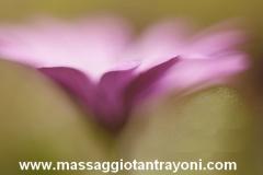 Massaggiatore Tantra e Muscolare Laureato Milano e Svizzera MassaggiatoreTantraeMuscolareLaureatoMilanoeSvizzera1234.jpg Massaggiatore Tantra e Muscolare Laureato Milano e Svizzera MassaggiatoreTantraeMuscolareLaureatoMilanoeSvizzera1234.jpg