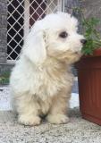 cuccioli di mini maltese cucciolidiminimaltese12.jpg cuccioli di mini maltese cucciolidiminimaltese12.jpg