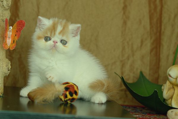 exotic shorthair exoticshorthair-66e00d731e7ff.jpg