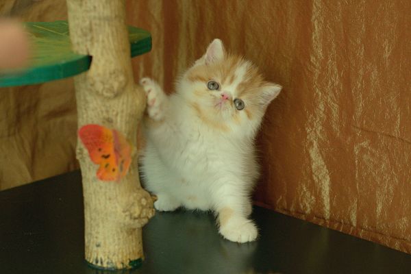 exotic shorthair exoticshorthair-66f27bf04ac32.jpg