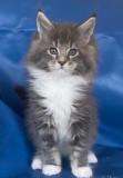 Maine Coon gattini MaineCoongattini-5f6078f7f3ea5.jpg Maine Coon gattini MaineCoongattini-5f6078f7f3ea5.jpg