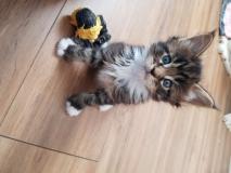 Maine Coon gattini MaineCoongattini-5f60790e96784.jpg Maine Coon gattini MaineCoongattini-5f60790e96784.jpg