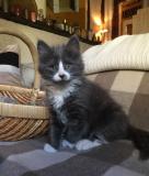 Maine Coon gattini MaineCoongattini-5f60790f54ebd.jpg Maine Coon gattini MaineCoongattini-5f60790f54ebd.jpg