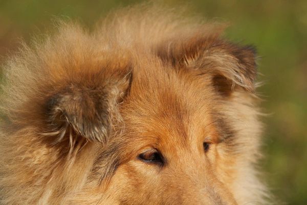 Allevamento collies rough collie Della verde Scozia allevamentocolliesroughcollied12.jpeg