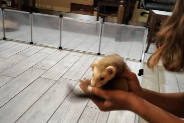 Furetto/ferret furettoferret1.jpg