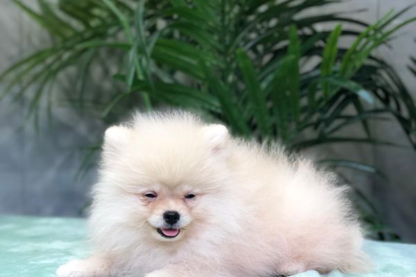 pomerania pomerania12.jpg