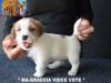 Cuccioli Jack Russell Terrier-Figli Diretti di Campioni d 385748e.jpg