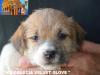 Cuccioli Jack Russell Terrier-Figli Diretti di Campioni d 385748h.jpg