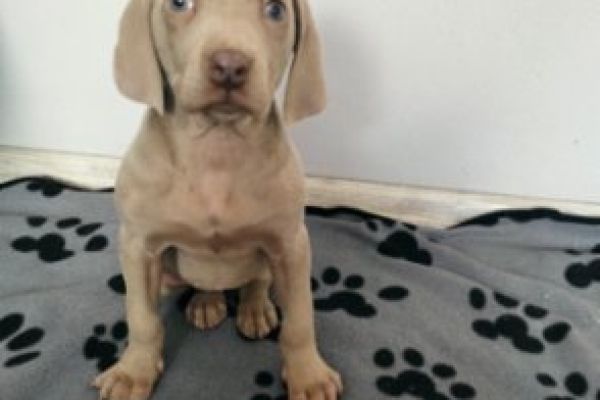 Weimaraner, a pelo corto weimaranerapelocorto.jpg