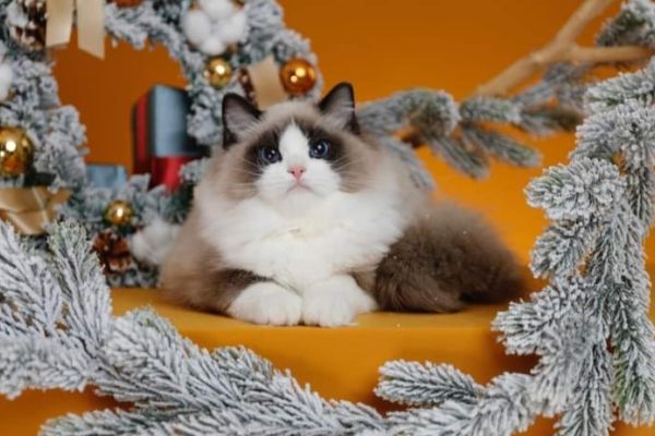 Meravigliosi cuccioli di ragdoll meravigliosicucciolidiragdoll1234.jpg