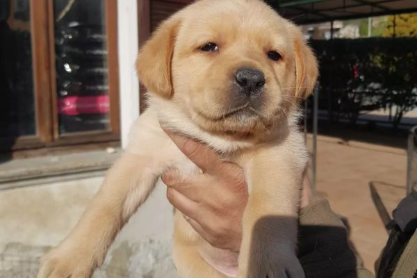 Cuccioli di labrador cucciolidilabrador123.jpg