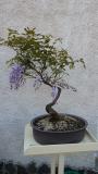 bonsai glicine
