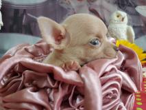 chihuahua maschio pelo raso blu occhi chiari bellissimo e veramente piccolo chihuahuamaschiopelorasobluocchichiaribellissimoeveramentepiccolo1.jpg chihuahua maschio pelo raso blu occhi chiari bellissimo e veramente piccolo chihuahuamaschiopelorasobluocchichiaribellissimoeveramentepiccolo1.jpg