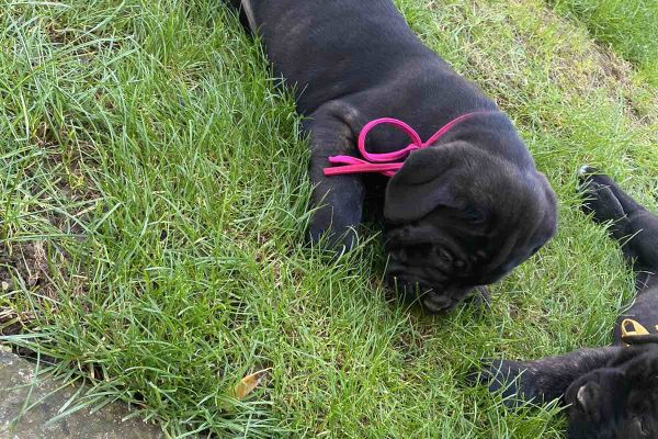 Cane corso puppies canecorsopuppies1.jpg