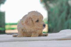 Cucciolo disponibile di Barboncino crema CucciolodisponibilediBarboncinocrema123.jpg Cucciolo disponibile di Barboncino crema CucciolodisponibilediBarboncinocrema123.jpg