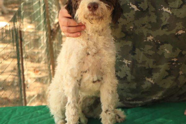 Lagotto romagnolo lagottoromagnolo-6735a635e5deb.jpg