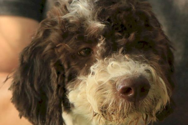 Lagotto romagnolo lagottoromagnolo-6735a65dcfea8.jpg