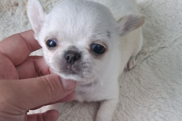 Chihuahua chihuahua.jpg