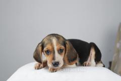 Cucciola di Beagle femmina CuccioladiBeaglefemmina12.jpg