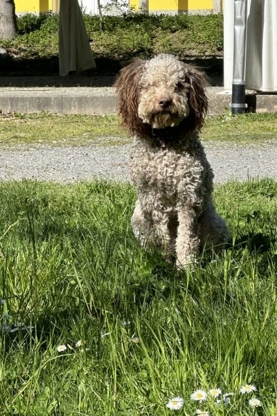 Lagotto romagnolo lagottoromagnolo-67571f1de4784.jpeg