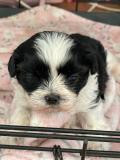 Cuccioli ShihTzu maschio e femmina CuccioliShihTzumaschioefemmina.jpg Cuccioli ShihTzu maschio e femmina CuccioliShihTzumaschioefemmina.jpg