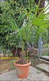 Palme in vaso Palmeinvaso123.jpg Palme in vaso Palmeinvaso123.jpg