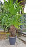 Palme in vaso Palmeinvaso123456.jpg Palme in vaso Palmeinvaso123456.jpg